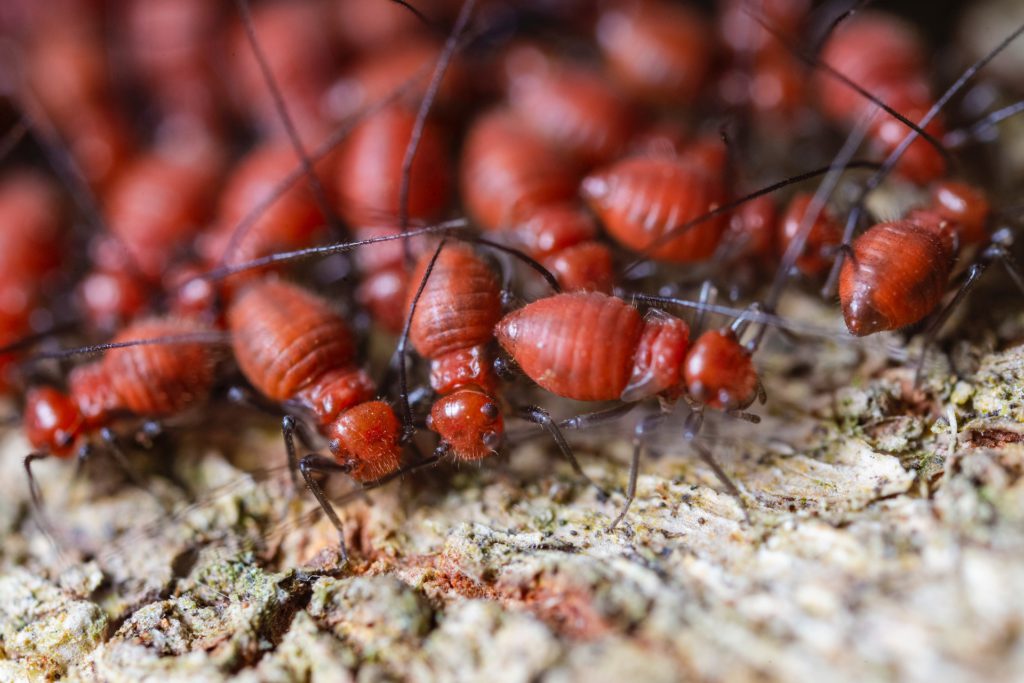 7 Signs of Termites