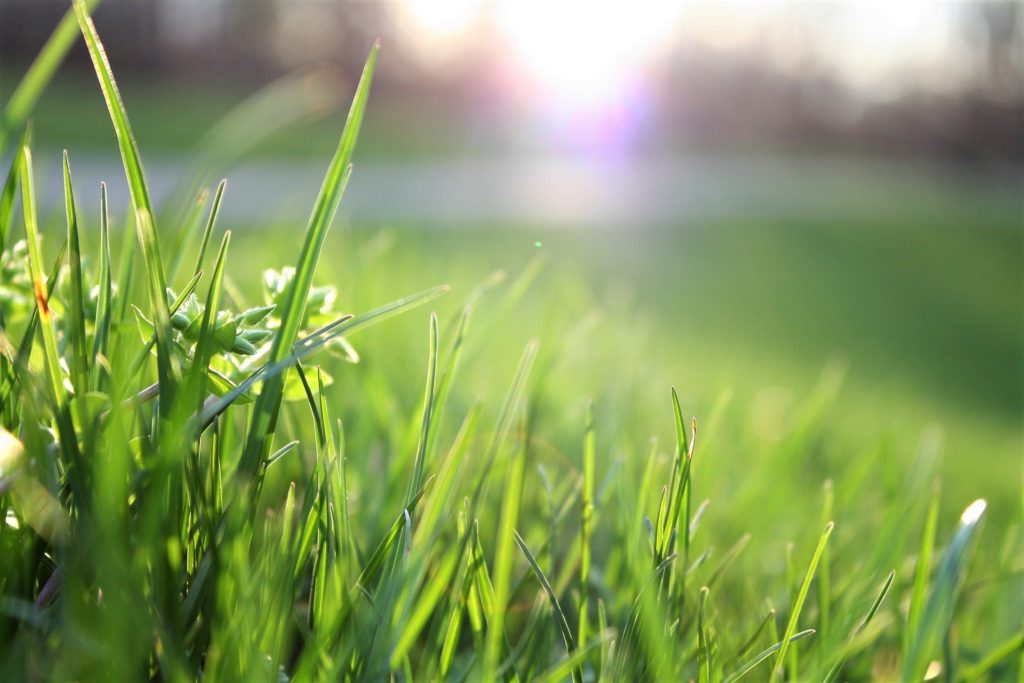 Native Species Build Urban Green Areas Faster