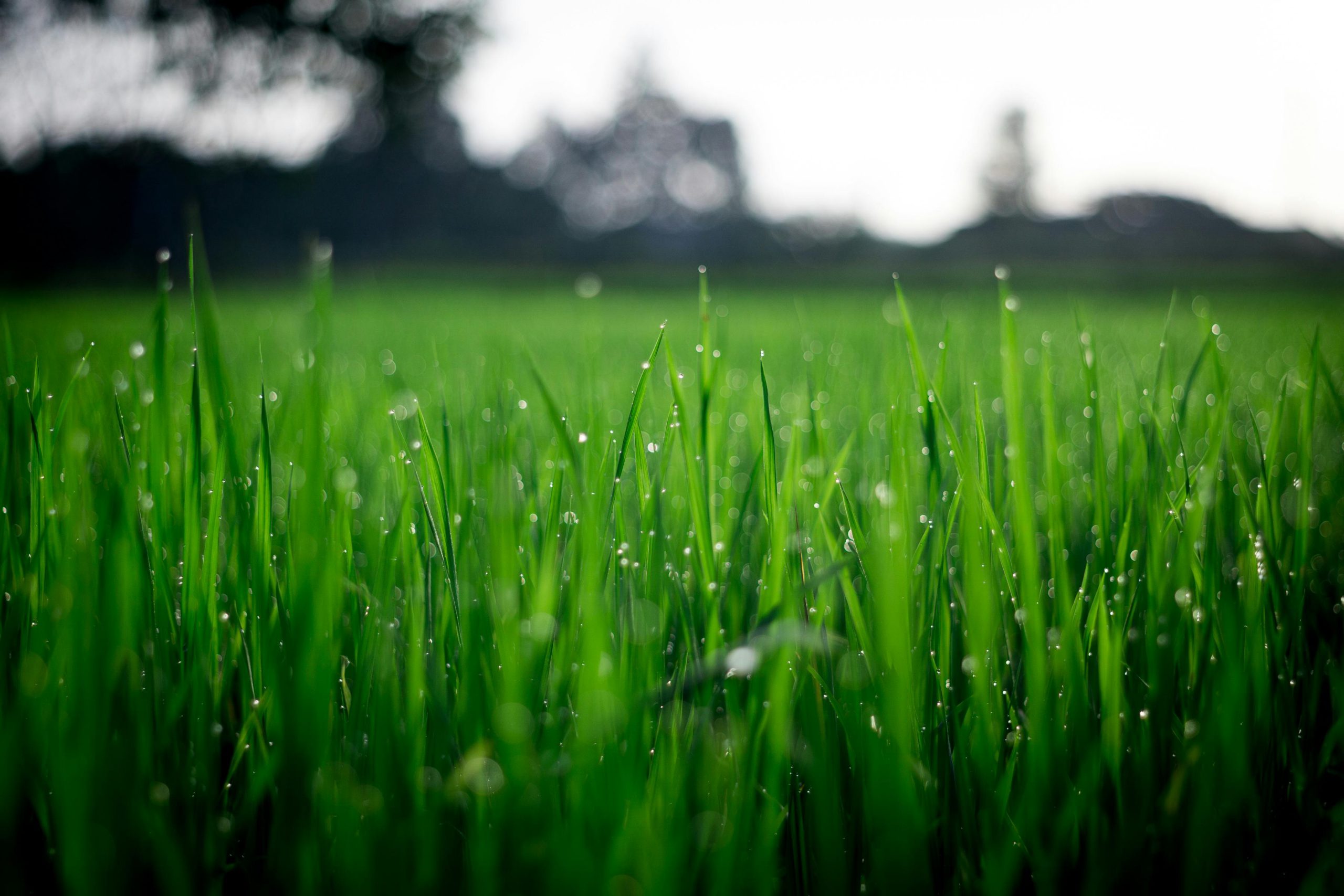 Revitalize Your Grass with Lawn Fertilizer Service