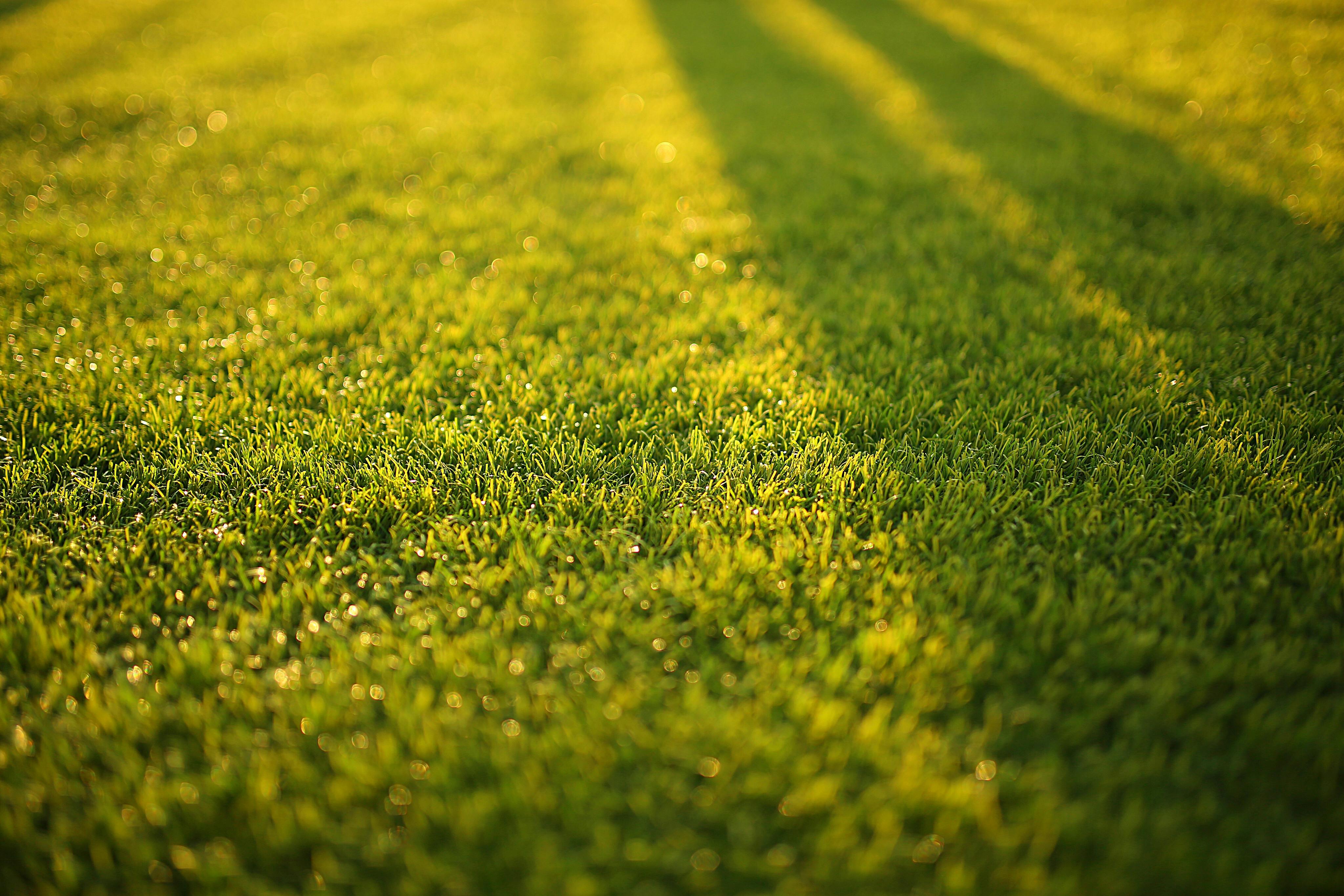 6 Reasons To Use Professional Lawn Care Services