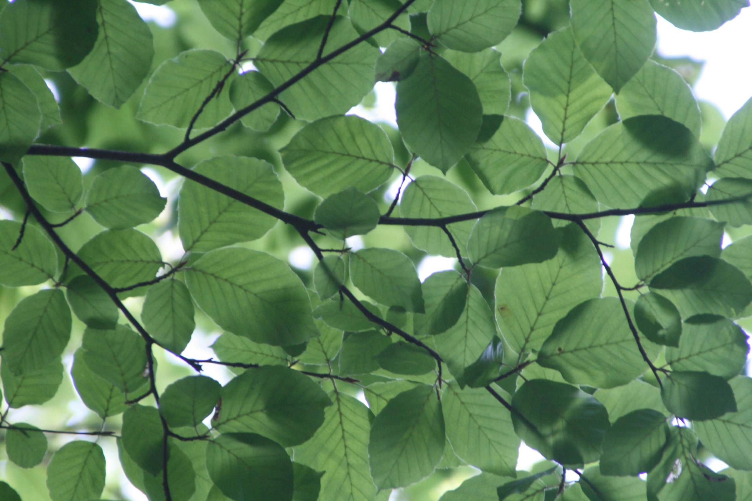 4 Ways to Help Your Trees Grow Healthy Foliage